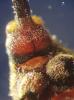 Anthonomus rectirostris